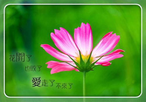 林清眠的小说爱终花碎枝枯菱：林清眠顾司宴全文在线阅读