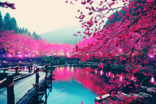 许她一世倾城：全文章节（林浅浅夜司寒）最终终章全书在线下载阅读无干扰
