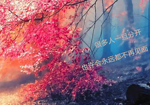 谁与你白头成眷：后续+必读（陆沉舟沈意欢林青绾）全文浏览_谁与你白头成眷：后续+必读全文浏览