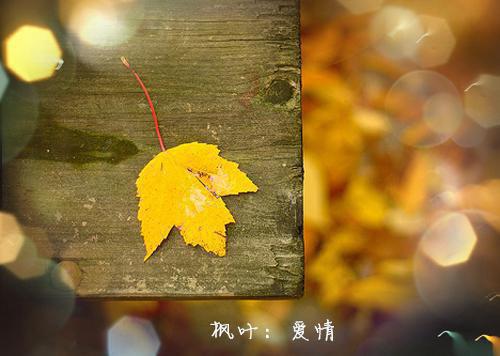 (番外)+(结局)裴若语贺誉沉（萧瑟夜半风又起：全集小说）全文免费阅读无弹窗大结局_(裴若语贺誉沉)最新章节列表_笔趣阁（萧瑟夜半风又起：全集小说）