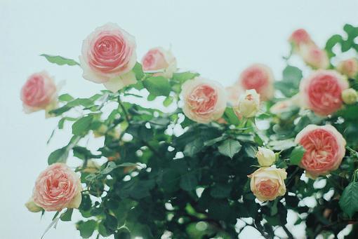 全本结婚当天，女朋友却在别人怀里（贺霆秦悦萧逸）最新章节列表_全本结婚当天，女朋友却在别人怀里全文阅读