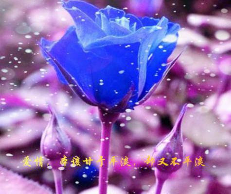 小说后续全文 月光不照北:全文+番外小说后续全文林画裴照北完整版在线阅读_林画裴照北（月光不照北:全文+番外）完结阅读无弹窗大结局