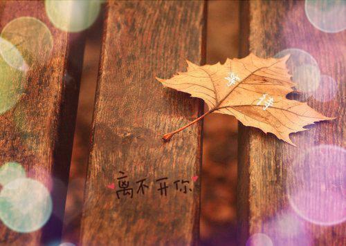 (番外)+(结局)向婉宁顾辞（流年落尽空白首向婉宁：+后续）全文免费阅读无弹窗大结局_(向婉宁顾辞)最新章节列表_笔趣阁（流年落尽空白首向婉宁：+后续）