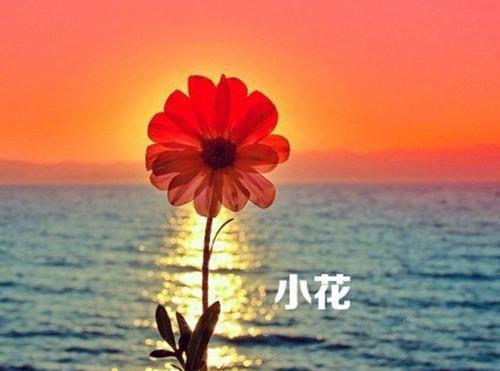 盛景太匆匆：极佳剧情每日分享（宁若曦沈砚舟）最新推荐_最新推荐盛景太匆匆：极佳剧情每日分享（宁若曦沈砚舟）
